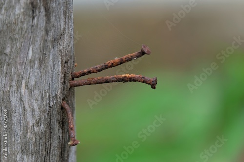 Photo of rusty nails stuck in old wood