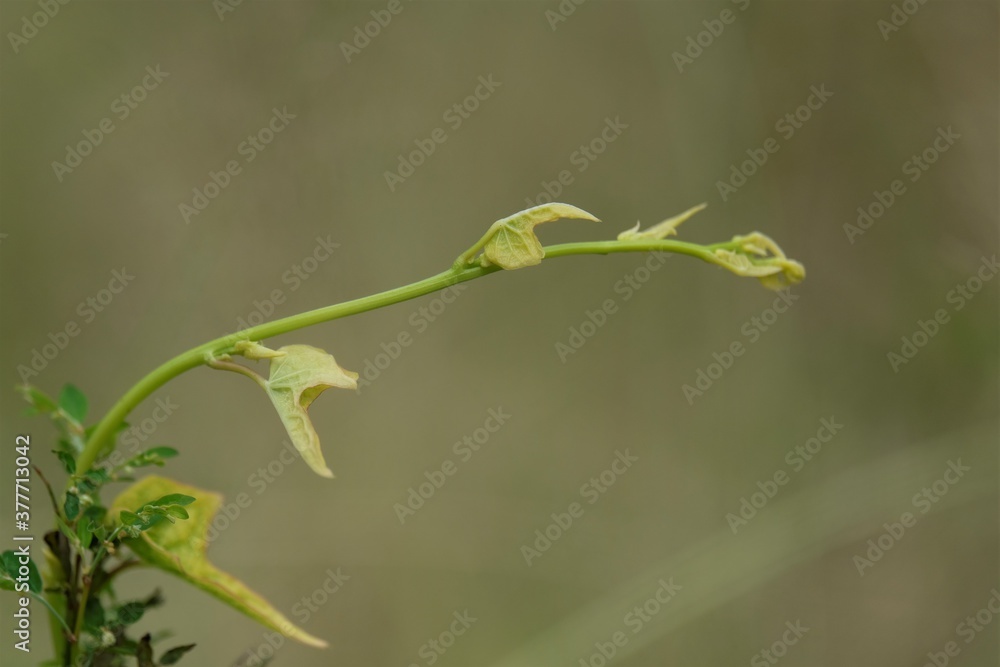 Photo of vines growing yellowing and starting Photo of vines growing yellowing and starting