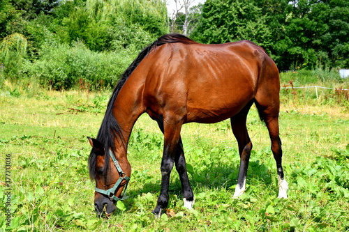 Close up on a majestic brown horse with dark mane and tail grazing in the middle of a paddock  meadow  or a pastureland spotted on a sunny summer day nearby a dense forest or moor in Poland