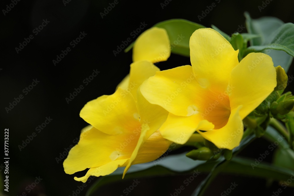 Allamanda cathartica, commonly called golden trumpet, trumpetvine, and yellow allamanda, is a species of flowering plant of the genus Allamanda in the family Apocynaceae. Allamanda cathartica, commonly called golden trumpet, trumpetvine, and yellow allamanda, is a species of flowering plant of the genus Allamanda in the family Apocynaceae.