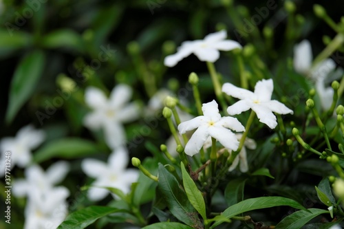 Gardenia Jasminoides flower © mirwanto