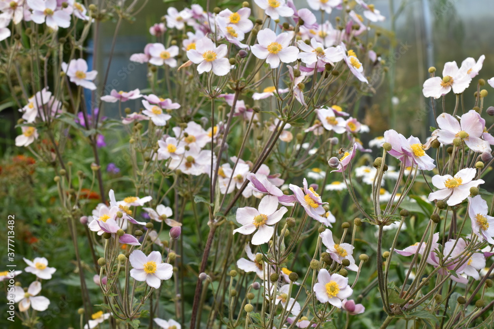 field of flowers field of flowers