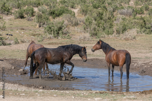Wild Horses at a waterhole in the Utah desert