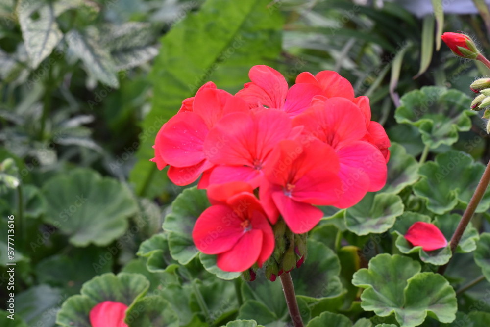 red flowers in the garden