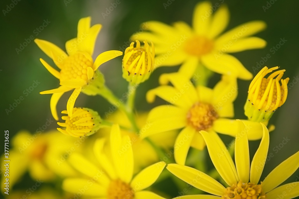 Beautiful yellow field flowers. Many beautiful yellow flowers. Female plant Beautiful yellow field flowers. Many beautiful yellow flowers. Female plant