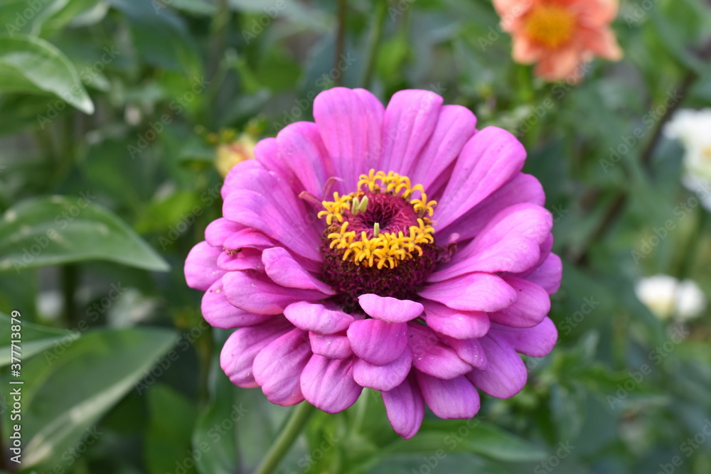 dahlia flower dahlia flower