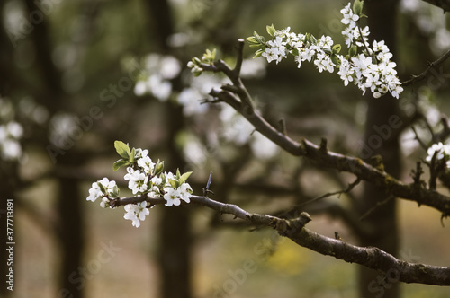 Gałązki kwitnącego drzewka owocowego
