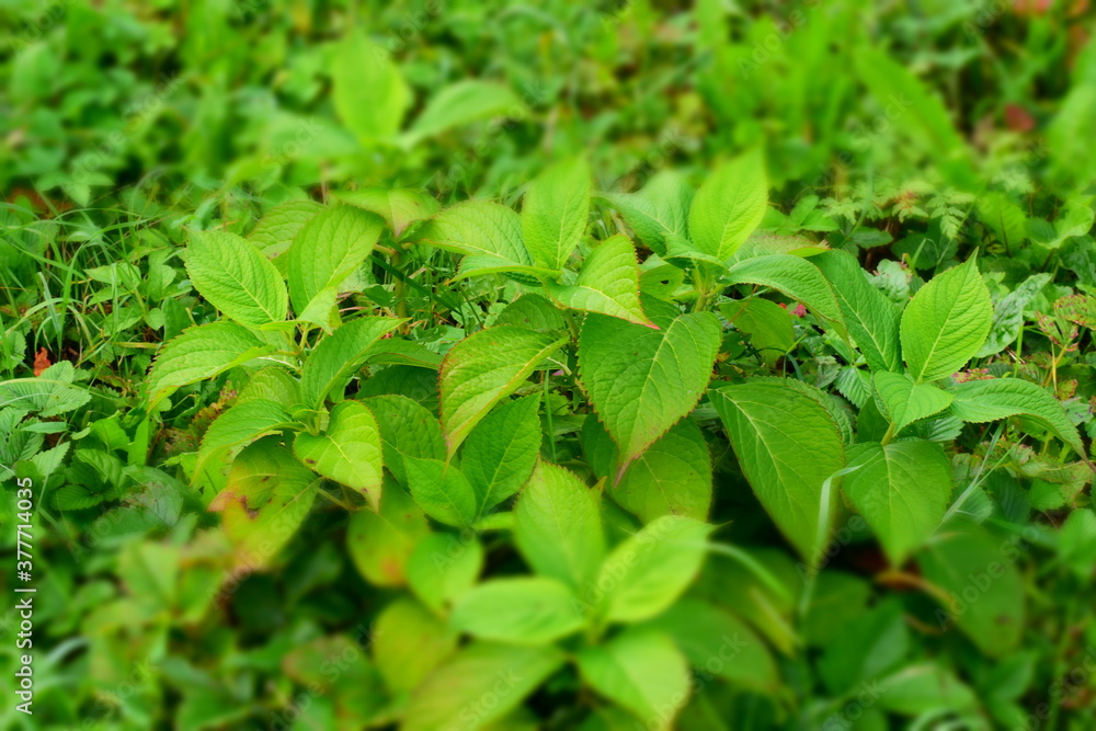 green leaves background green leaves background