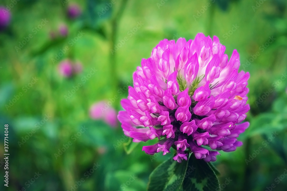 Flower of the clover. Beautiful clover. Macro photo of pink flower