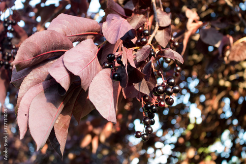 close up of a bunch of dried flowers