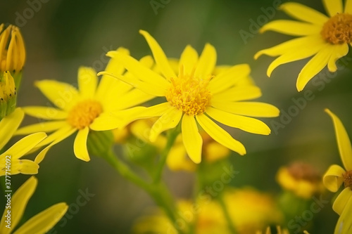 Flowers that grow in the field. Beautiful yellow field flowers