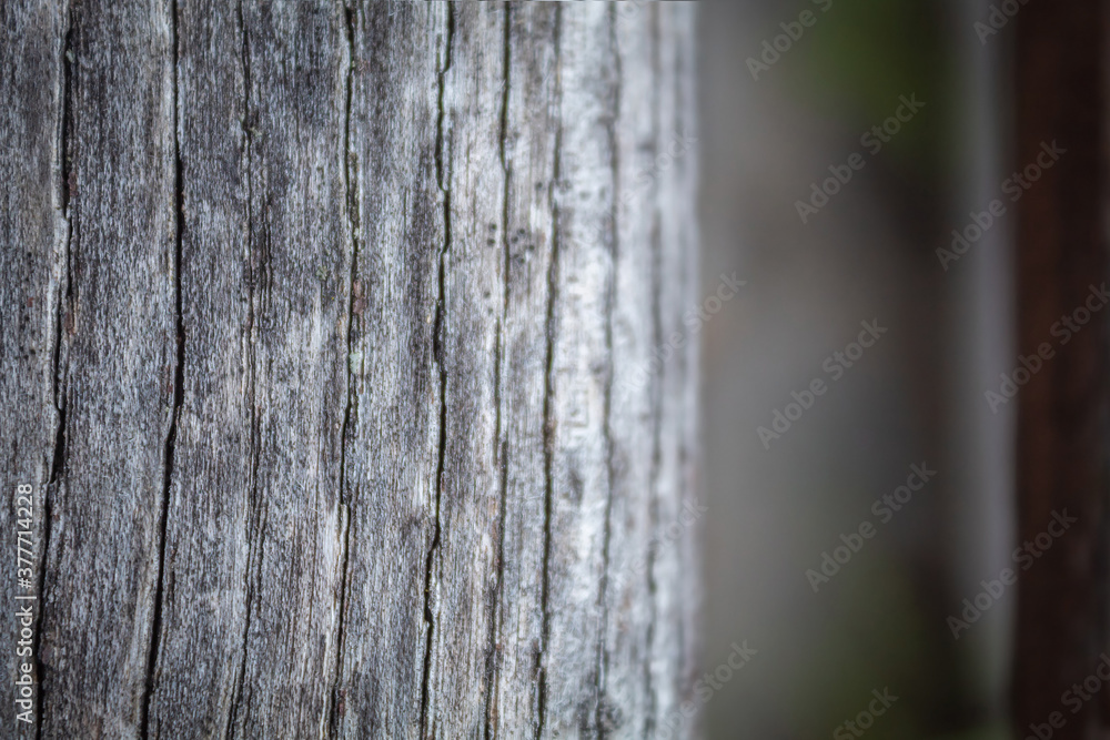 Gray cracked wood texture. Old wooden background. Wood breed texture Gray cracked wood texture. Old wooden background. Wood breed texture