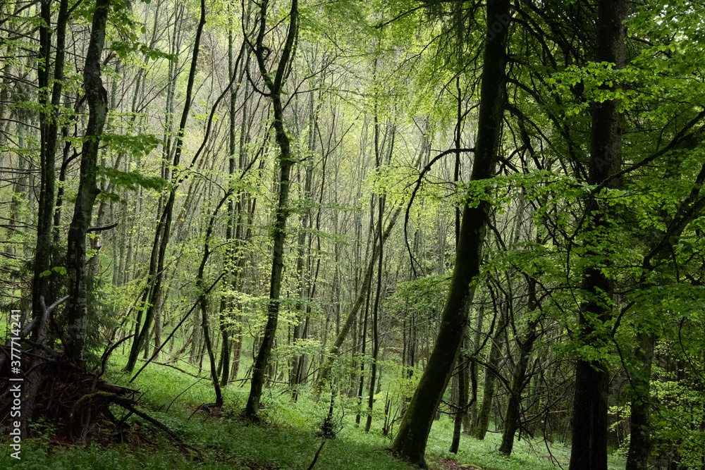 Naklejka premium foret vierge