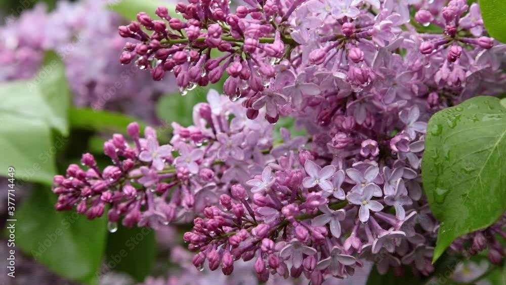 Beautiful Lilac blossoms after the rain during spring season Beautiful Lilac blossoms after the rain during spring season