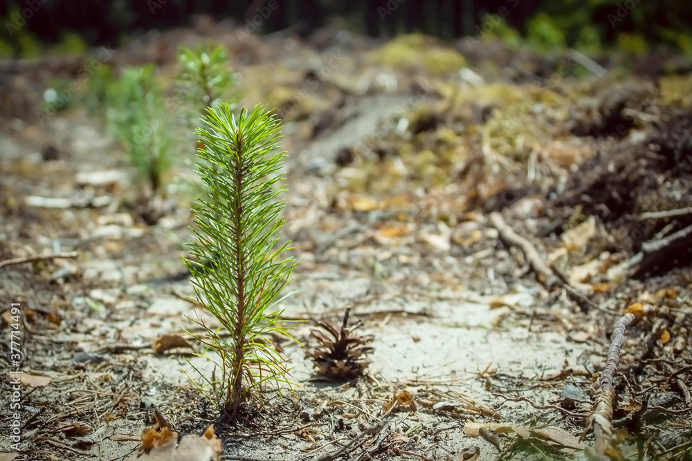 Little pine tree. The tree is planted in the forest felling area Little pine tree. The tree is planted in the forest felling area