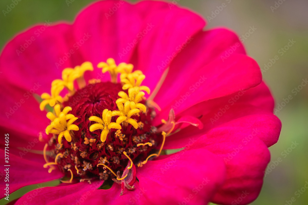 Macro pink flower. The beautiful flower is close. Detailed view Macro pink flower. The beautiful flower is close. Detailed view