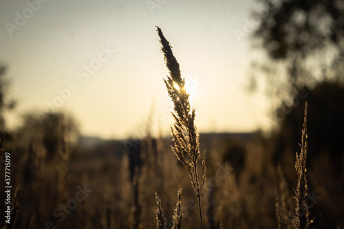 Sunset. Grass on sunlight background. Lonely grass in the field