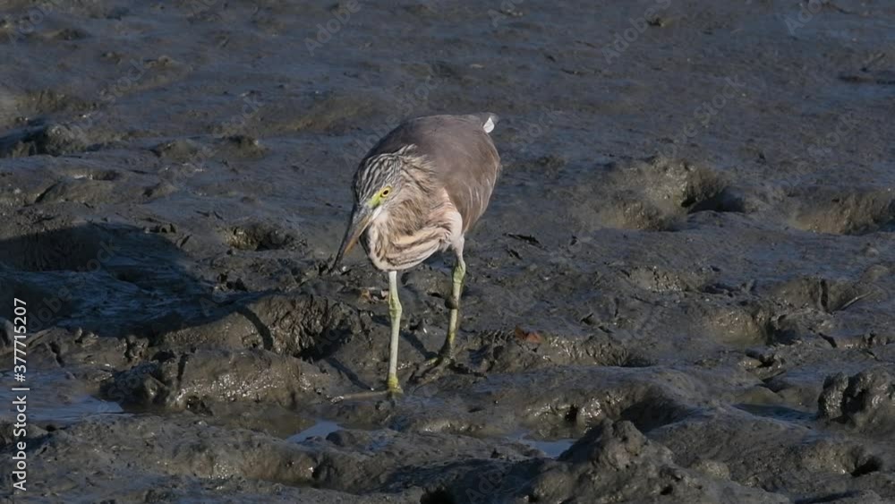 One of the Pond Herons found in Thailand which display different plumages according to season; readily found at wetlands, ponds, rivers, beaches, rice paddy fields and saltpans. One of the Pond Herons found in Thailand which display different plumages according to season; readily found at wetlands, ponds, rivers, beaches, rice paddy fields and saltpans.