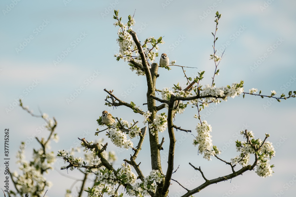 Kompozycja wiosenna małe ptaki siedzące na kwitnącej wiśni - obrazy, fototapety, plakaty 