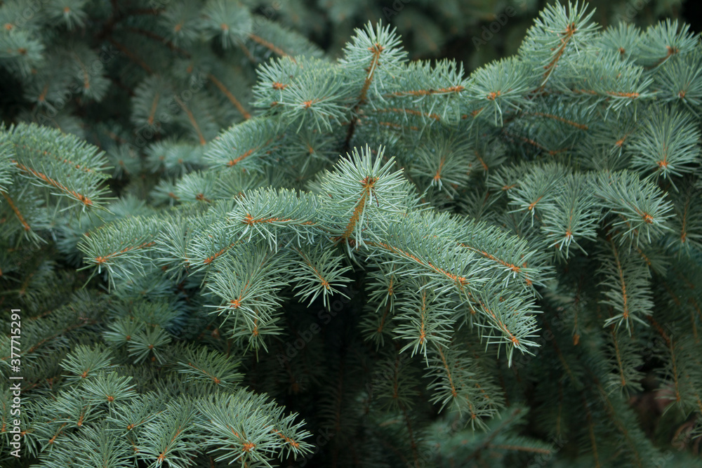 Pine needles