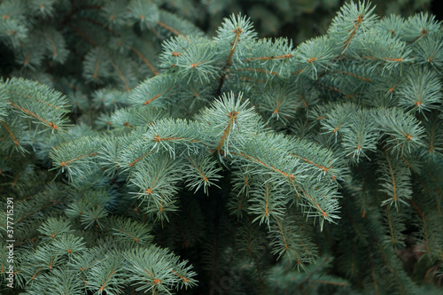 Pine needles