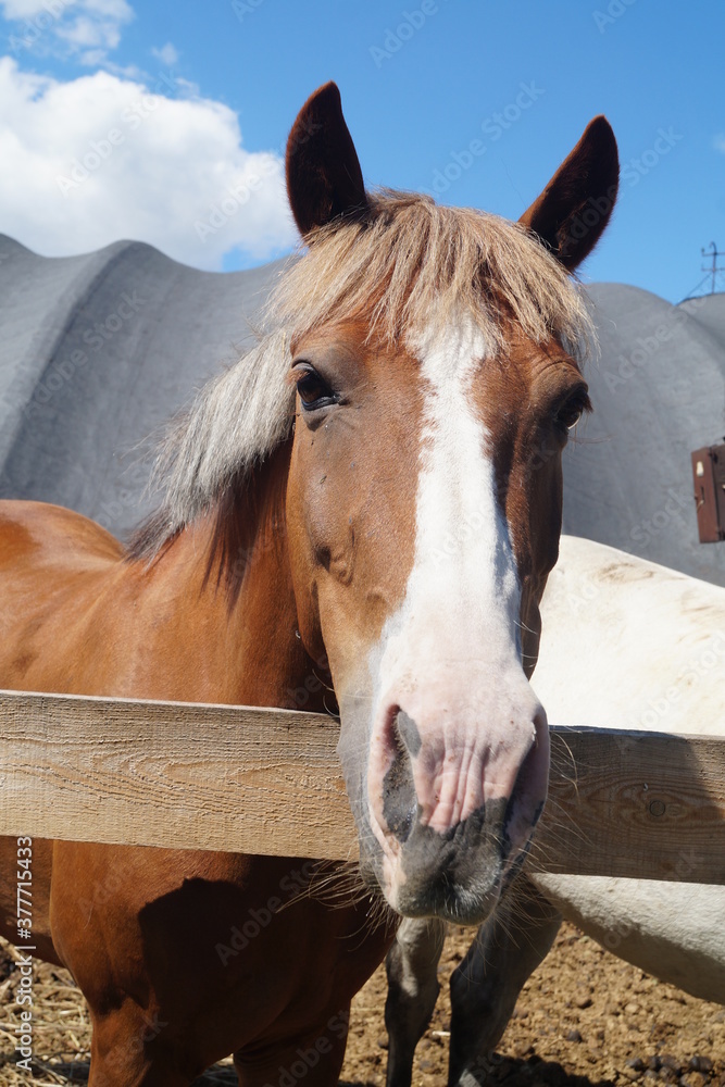 Fototapeta premium portrait of a horse