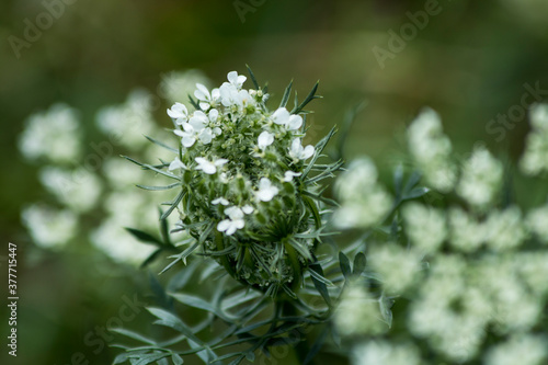 close up of a flower
