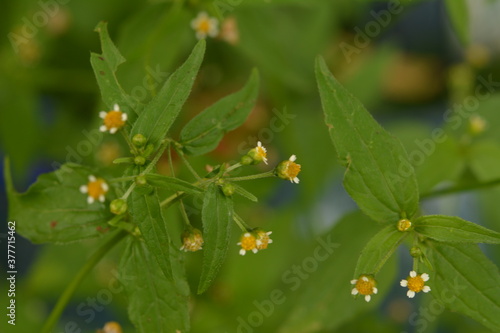 Guasca flowers (Galinsoga parviflora), a wide distributed invasive species. photo