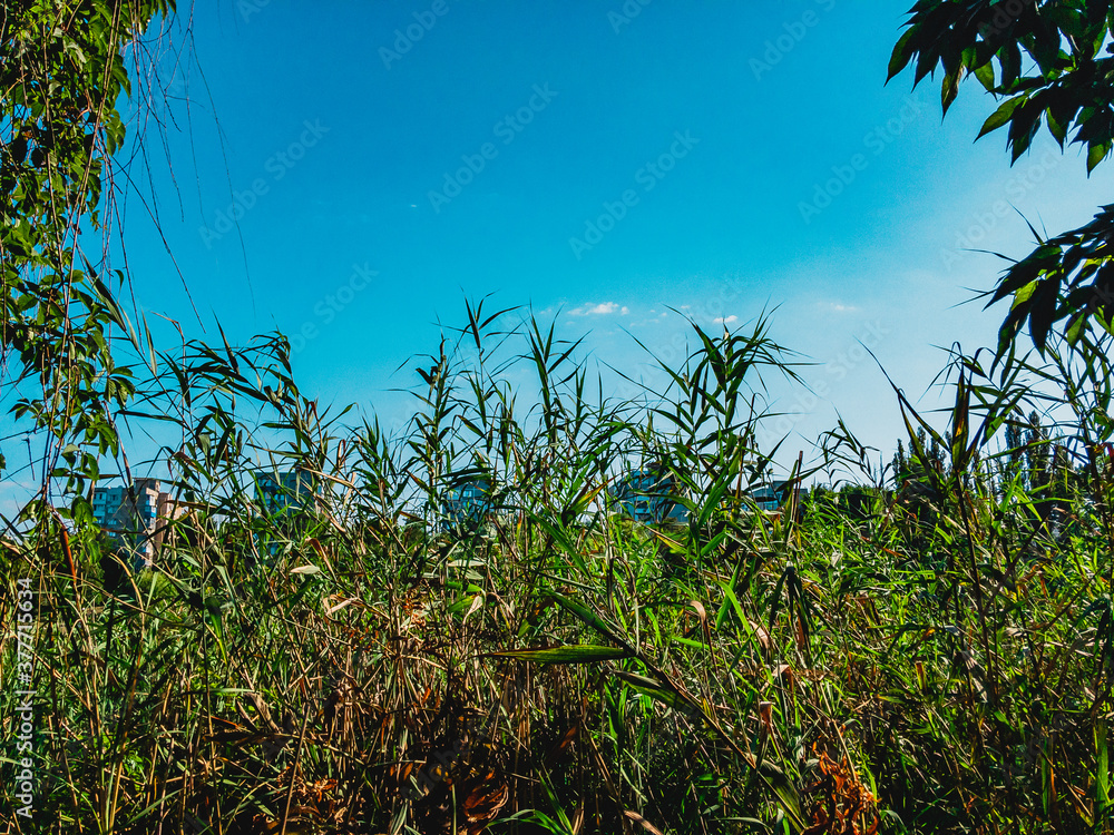Thickets of green reeds against the blue sky on a sunny day. Thickets of green reeds against the blue sky on a sunny day.