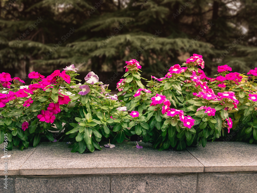 Beautiful bright pink flowers of Petunia (Latin Petunia) with green leaves grow in a flowerbed on a summer sunny day on a blurred background of greenery.