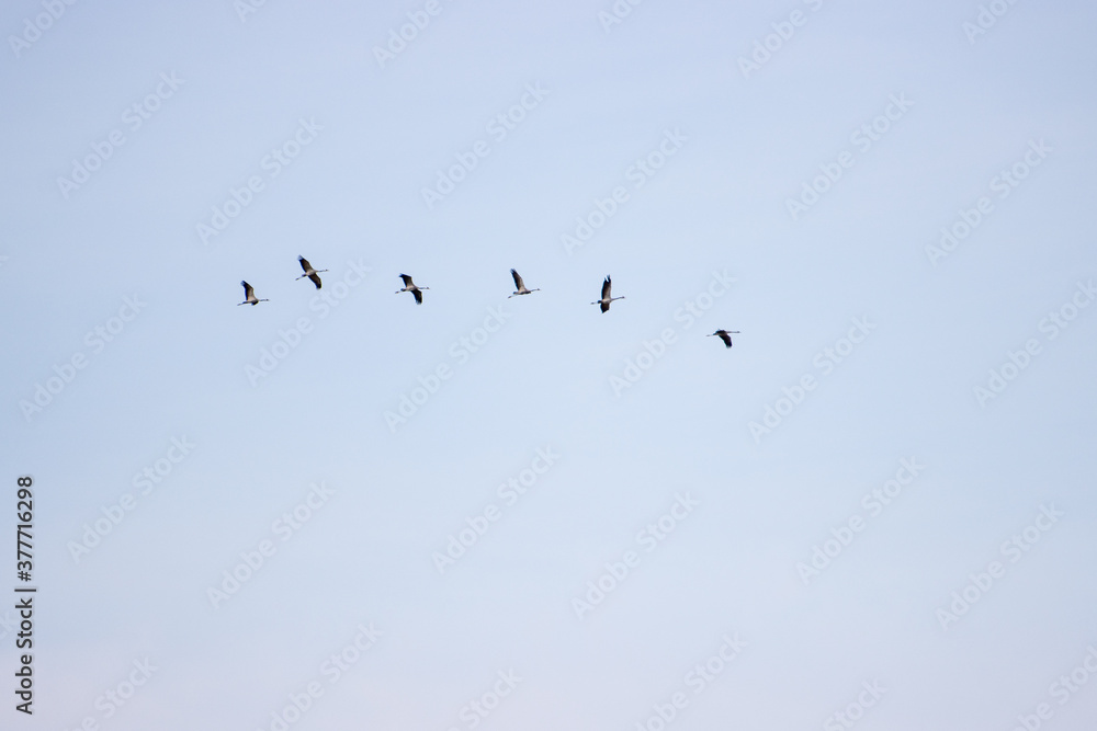some cranes fly high in the sky some cranes fly high in the sky