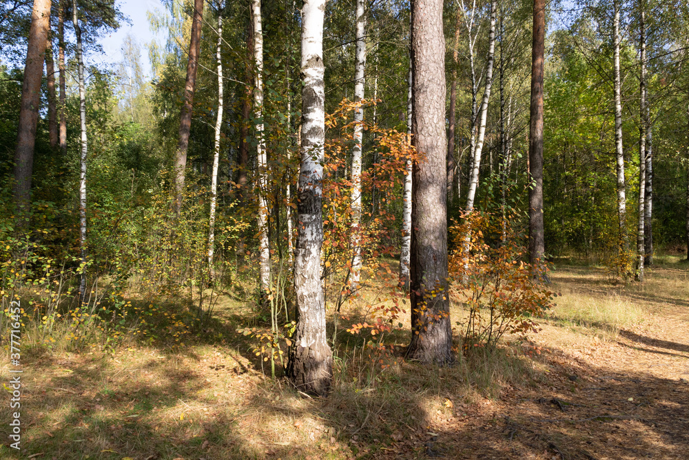 Obraz premium Bright sunny september day and path in the forest
