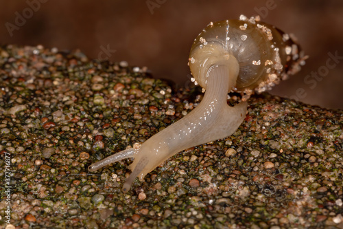 Awl Snail of the Subfamily Subulininae photo