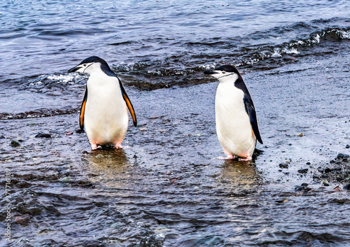Chinstrap Penguins Frei Station Antarctica