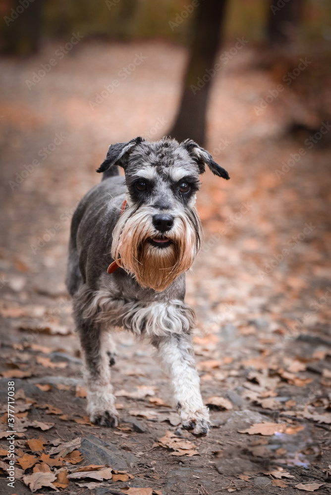 Schnauzer is running in nature around are leaves. She is so cute dog. Schnauzer is running in nature around are leaves. She is so cute dog.