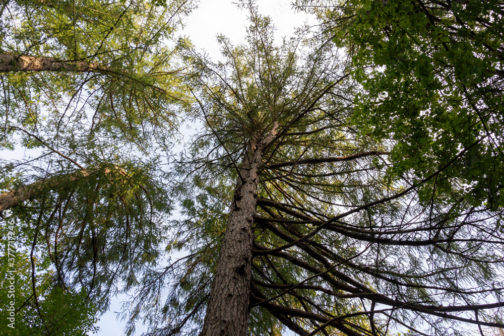 Fototapeta premium from bottom to top view on larch tree trunk and branches in fall forest with blue sky