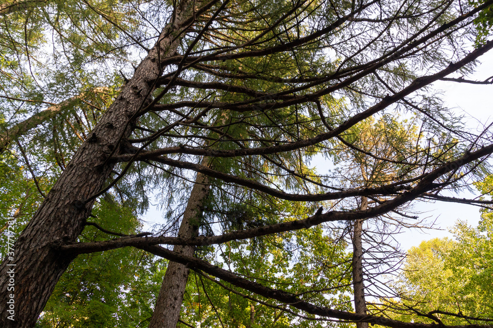 Fototapeta premium larch tree branches in september forest with blue sky