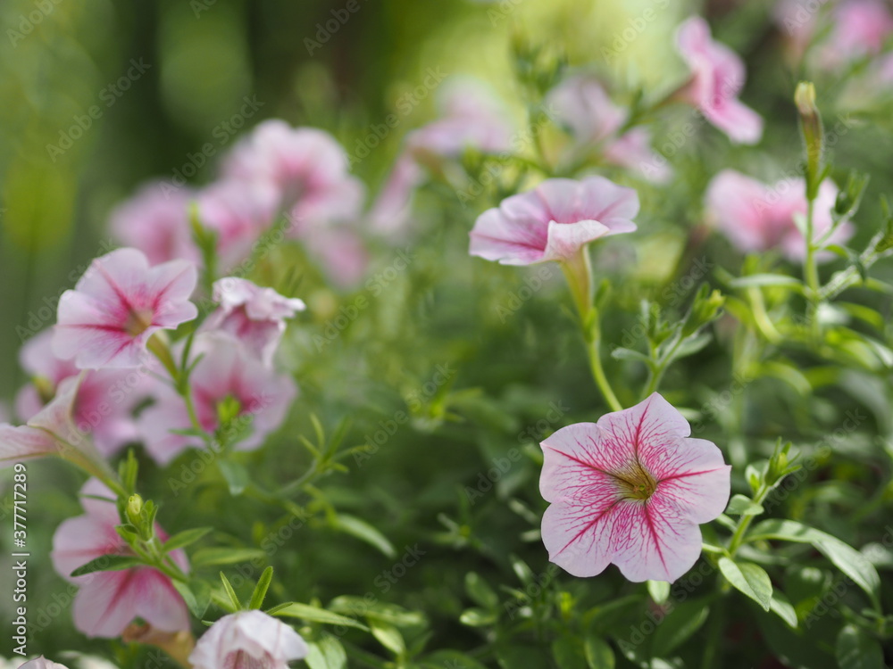 Wave pink Cascade color, Family name Solanaceae, Scientific name Petunia hybrid Vilm Large petalssingle layer Grandiflora Singles flower inplastic pot blooming in garden on blurred nature background Wave pink Cascade color, Family name Solanaceae, Scientific name Petunia hybrid Vilm Large petalssingle layer Grandiflora Singles flower inplastic pot blooming in garden on blurred nature background