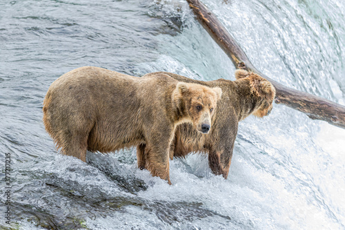Wallpaper Mural Brooks Falls, Katmai National Park, Alaska, July 2018 Torontodigital.ca