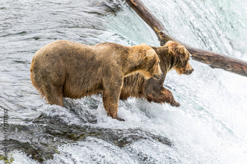 Wallpaper Mural Bears (Grazer and Beadnose) Torontodigital.ca