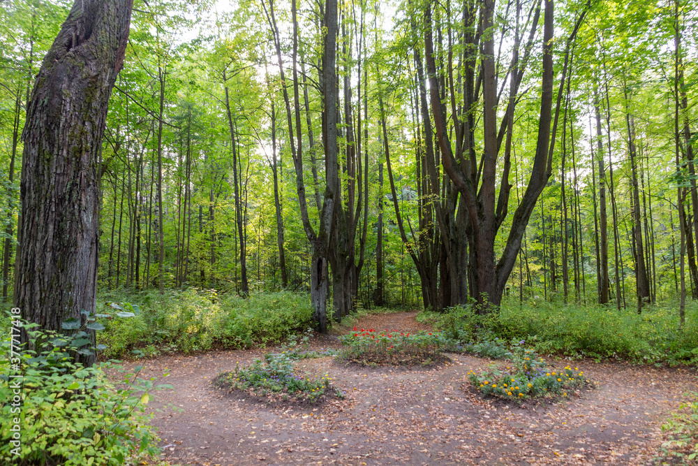 Old abandoned park in september sunny day with big trees, flower bed, path Old abandoned park in september sunny day with big trees, flower bed, path