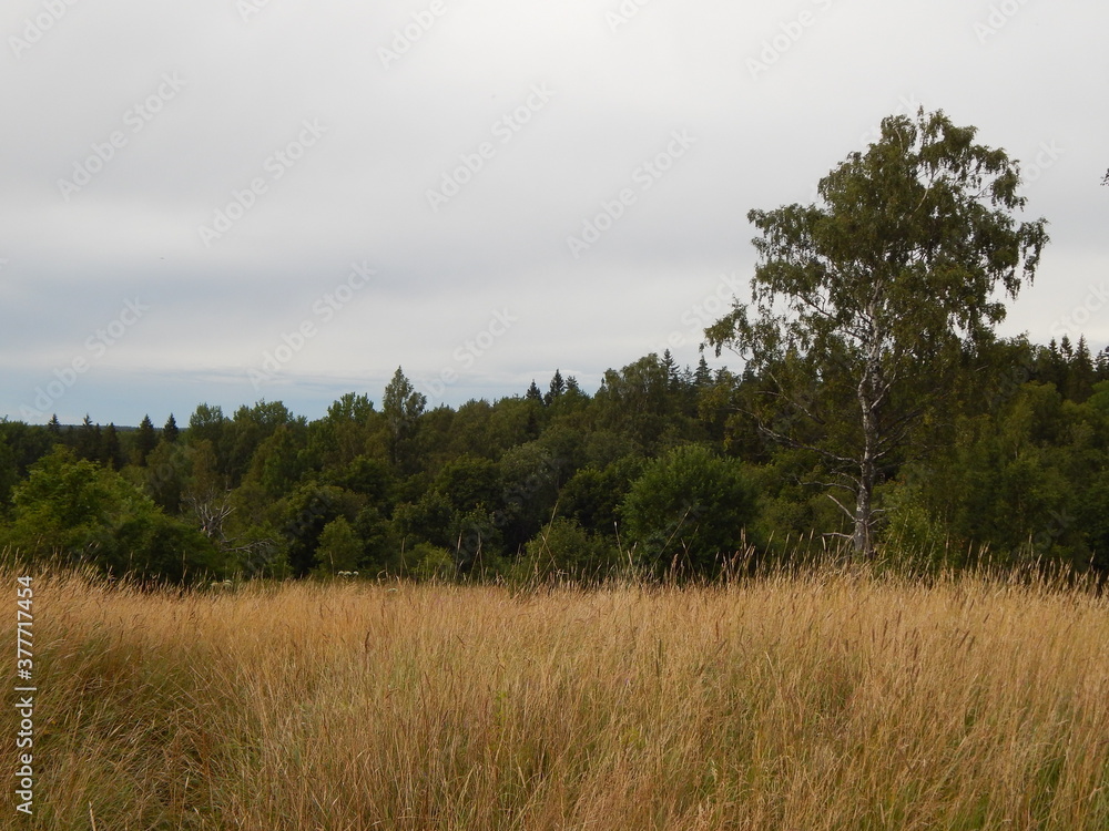 A field on a hill and a panoramic view of the surroundings, a beautiful summer landscape