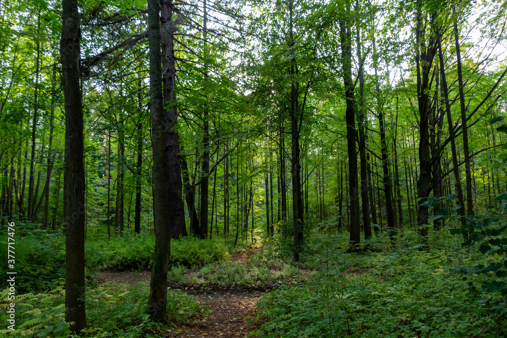 Obraz premium Old abandoned park in september sunny day with big trees, flower bed, path