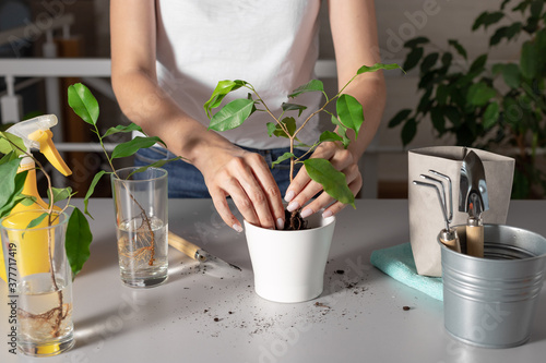 woman planting a young houseplant in a white ceramic flowerpot. ficus benjamin. Home garden concept.