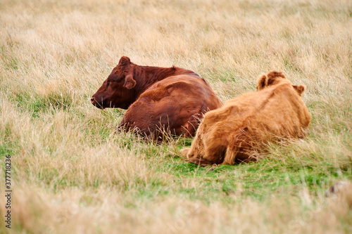 Zwei Rinder liegen auf der Weide