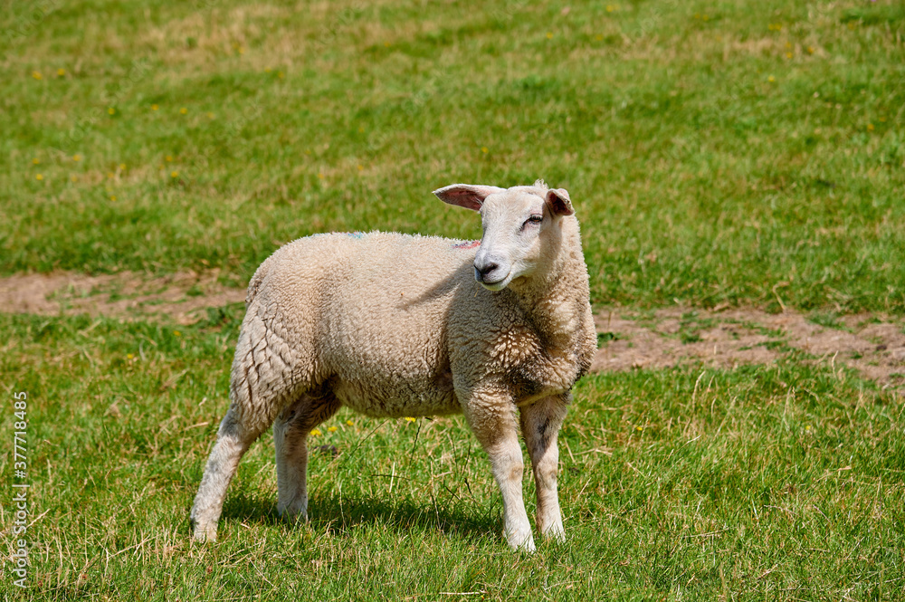 Ein Schaf steht am Deich und schaut interessiert
Ein Schaf steht am Deich und schaut interessiert