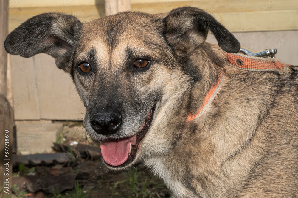Close-up portrait of a simple, funny but smart mongrel dog Close-up portrait of a simple, funny but smart mongrel dog