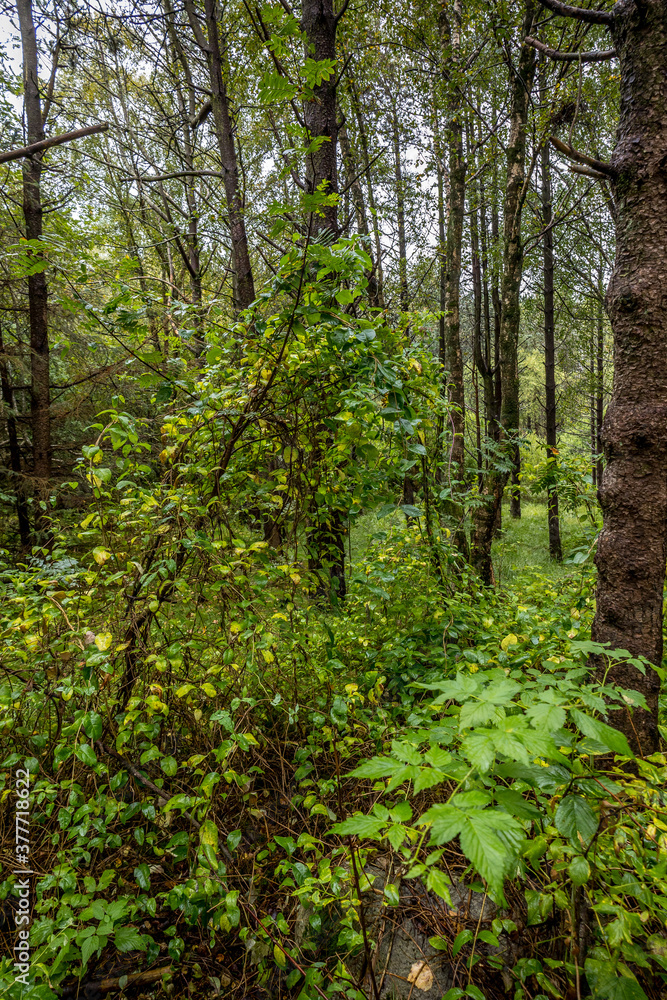 Fototapeta premium forest in the morning