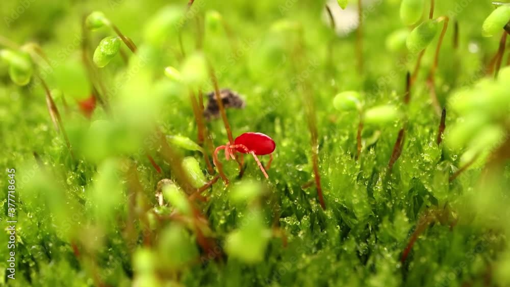 Trombidiidae, known as red velvet mites, true velvet mites, or rain bugs, are arachnids found in soil litter known for their bright red color. Trombidiidae, known as red velvet mites, true velvet mites, or rain bugs, are arachnids found in soil litter known for their bright red color.