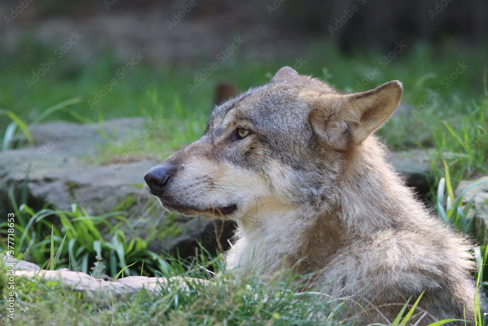 loup loup
